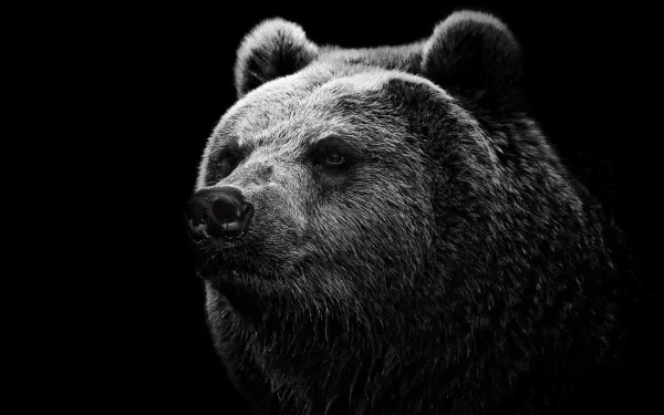 A striking grayscale image of a bear's face against a black background, serving as a captivating HD desktop wallpaper and background.