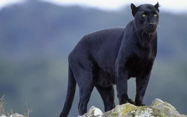HD desktop wallpaper featuring a majestic black panther standing on a rock, set against a blurred natural background. The powerful animal exudes strength and grace, making for a striking image.