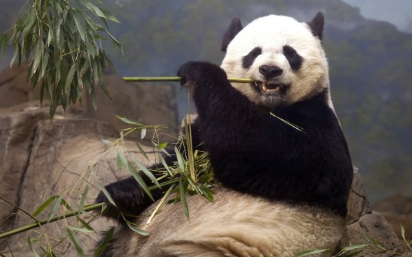 Animal Panda HD Wallpaper | Background Image