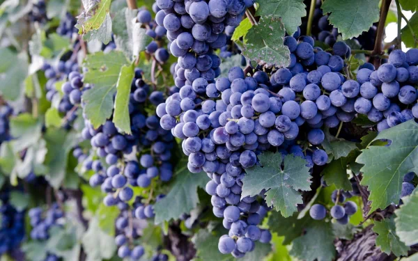 A close-up view of vibrant purple grapes hanging on a vine, surrounded by lush green leaves, showcasing the beauty of food in this HD PC desktop wallpaper.