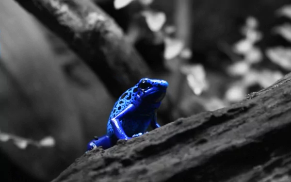 A vivid blue poison dart frog perched on a textured branch, captured in stunning 4K Ultra HD detail for PC desktop wallpaper and background.