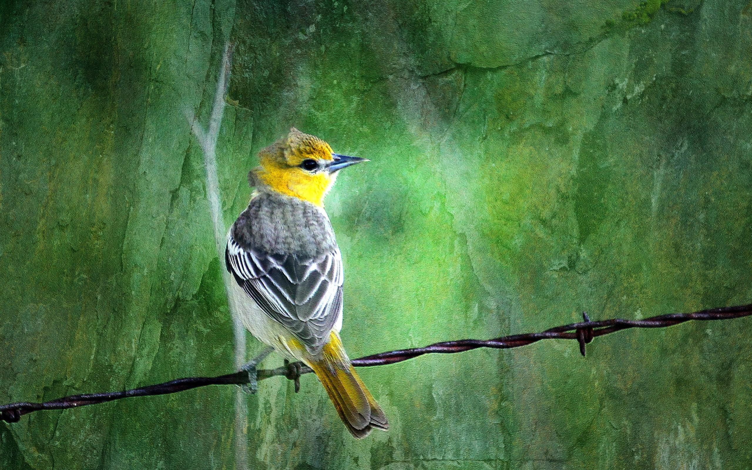 Download Animal Bird HD Wallpaper