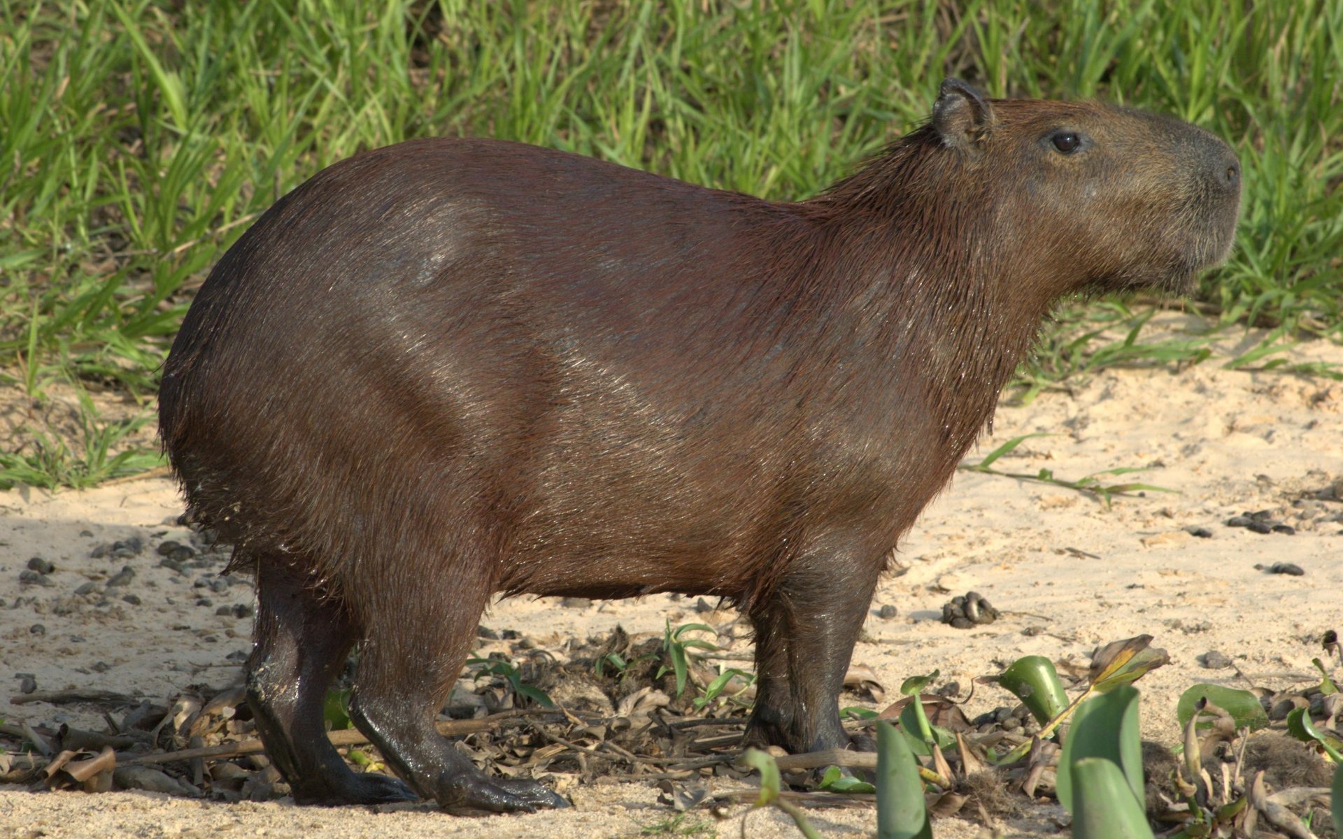 Creating A 3D Capybara Wallpaper