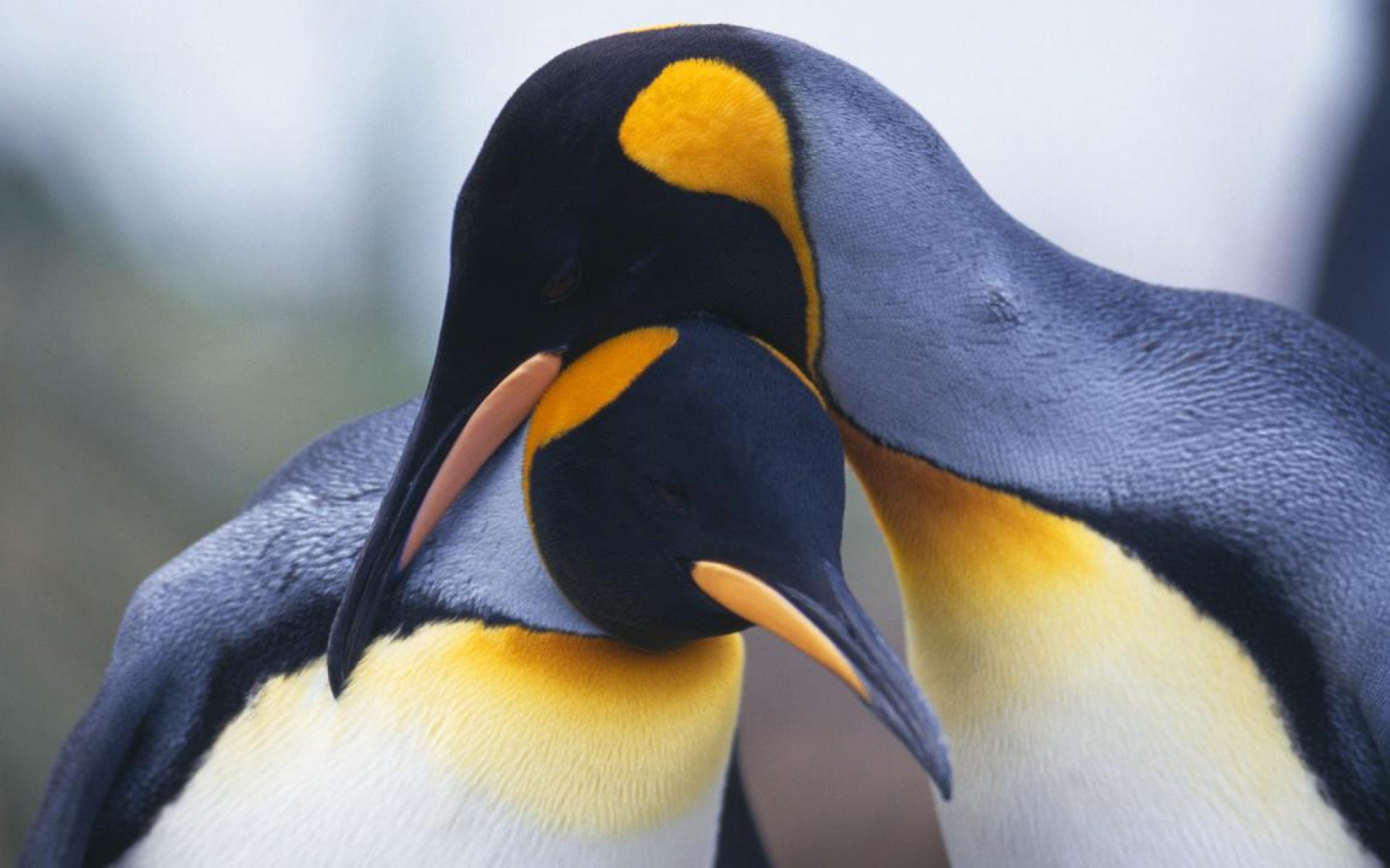 Download Bird Animal Penguin HD Wallpaper