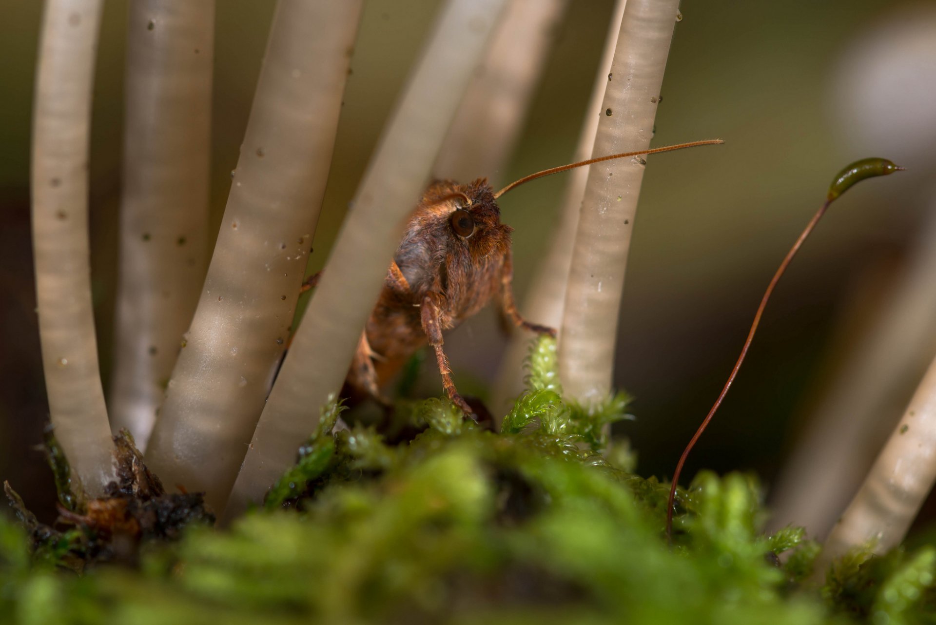 HD PC desktop wallpaper: macro of a small brown insect perched on green moss among pale, thin mushroom stalks.