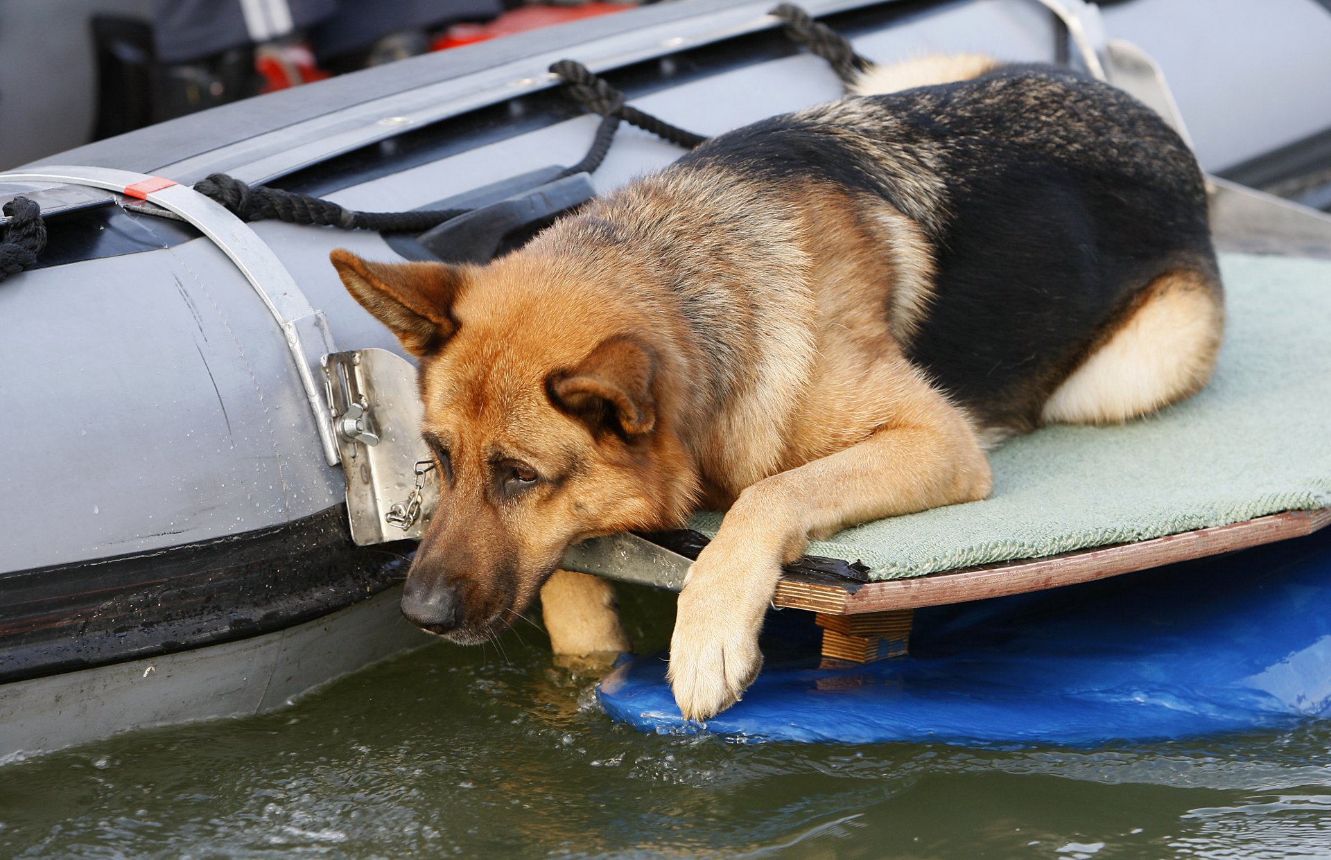 A German Shepherd rests its front legs on a floating surface beside a boat, gazing thoughtfully at the water. This HD image serves as a serene desktop wallpaper.