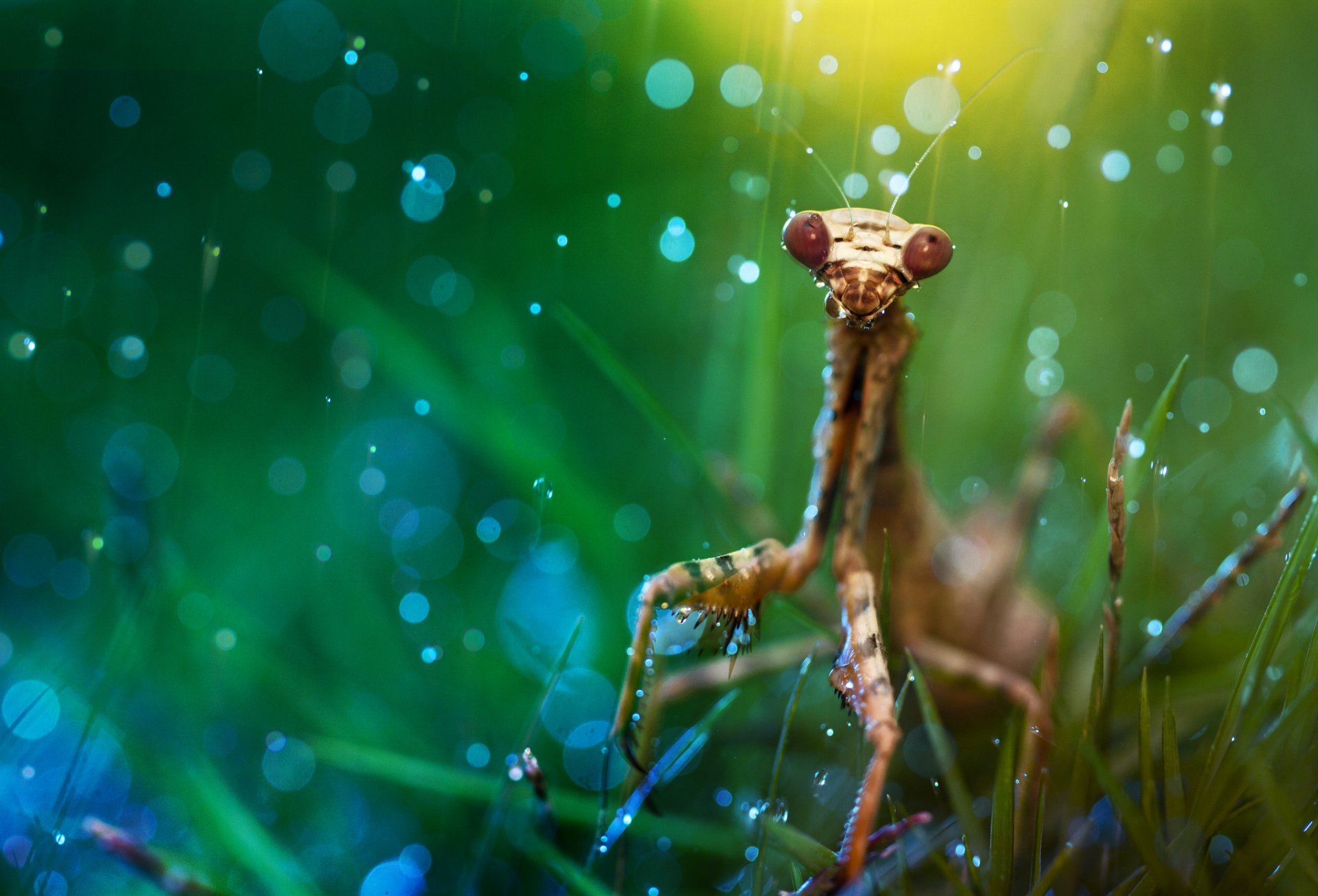Macro HD desktop wallpaper: close-up of a praying mantis in dewy grass with glistening water drops and soft bokeh, intimate animal portrait.