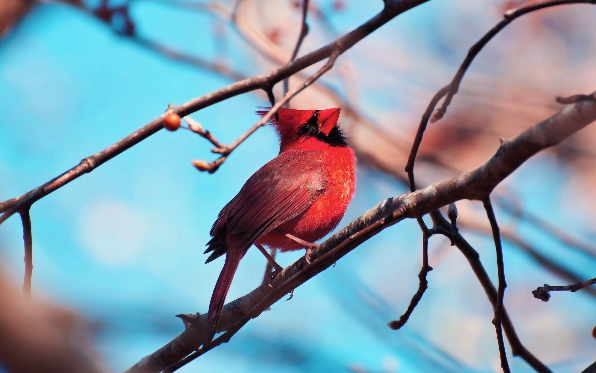 Download Animal Cardinal  HD Wallpaper