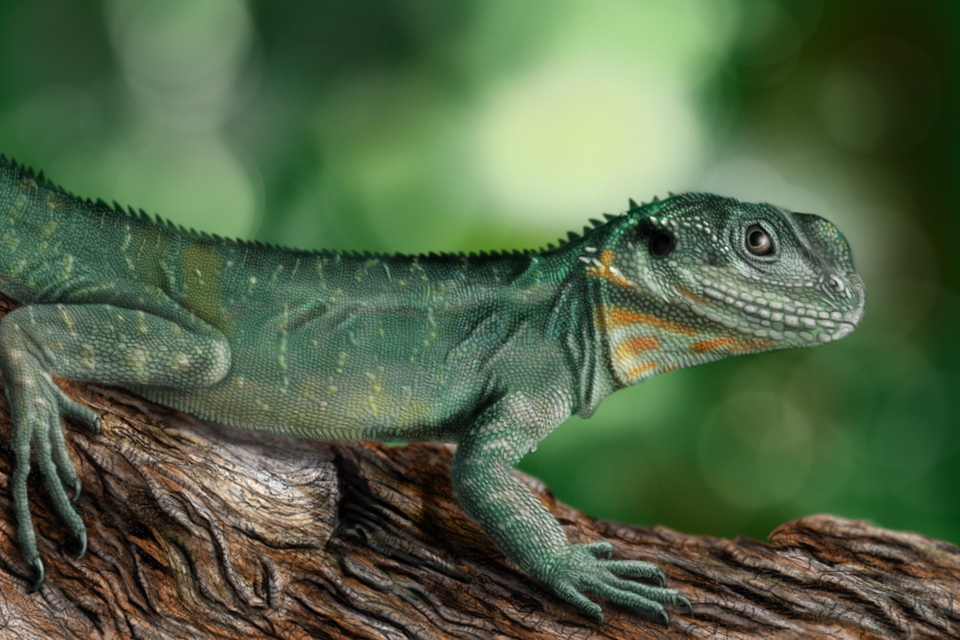 Download Animal Lizard HD Wallpaper | 1920x1280 | Wallpaper Abyss