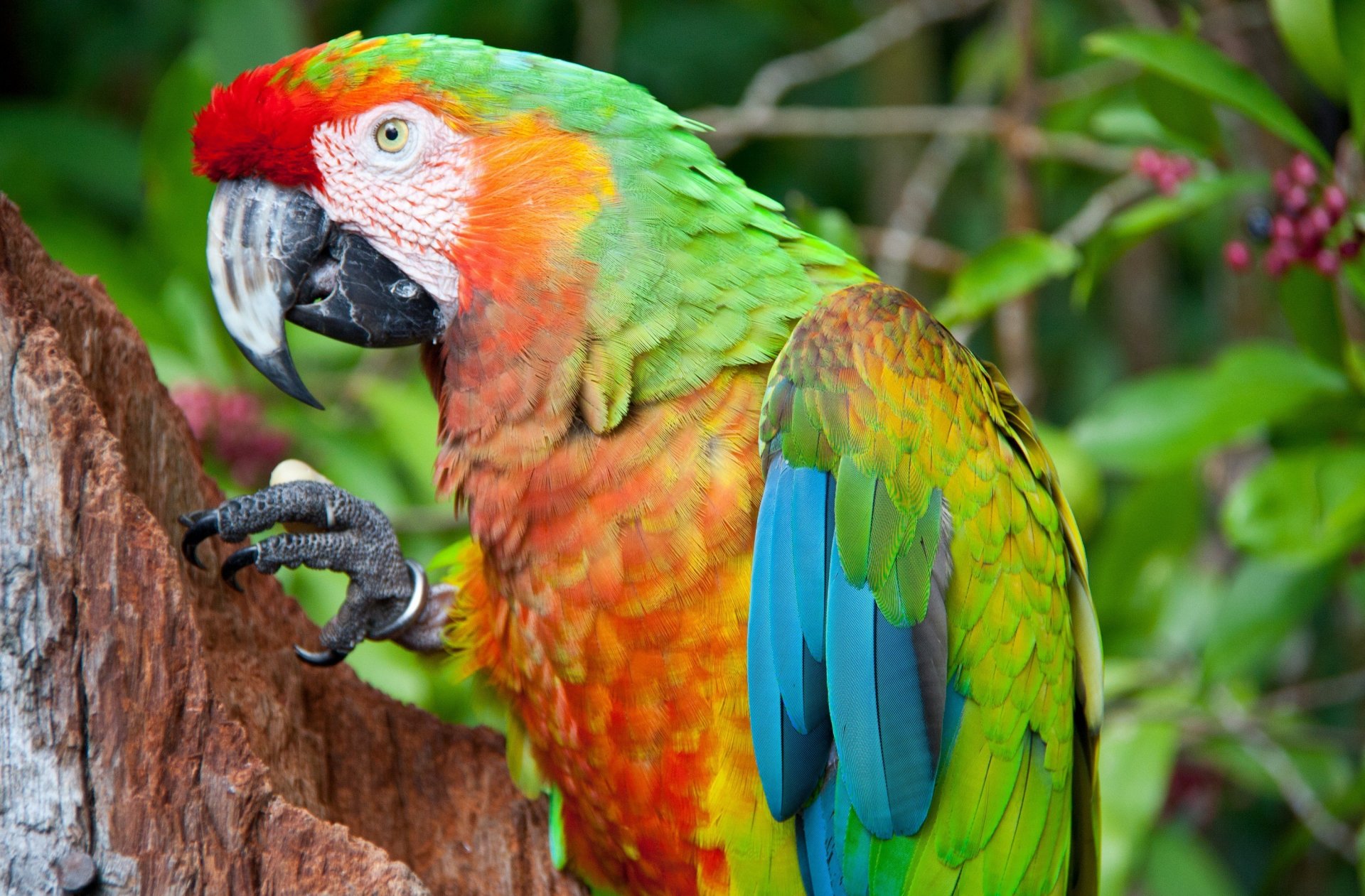 Download Catalina Macaw Animal Macaw HD Wallpaper