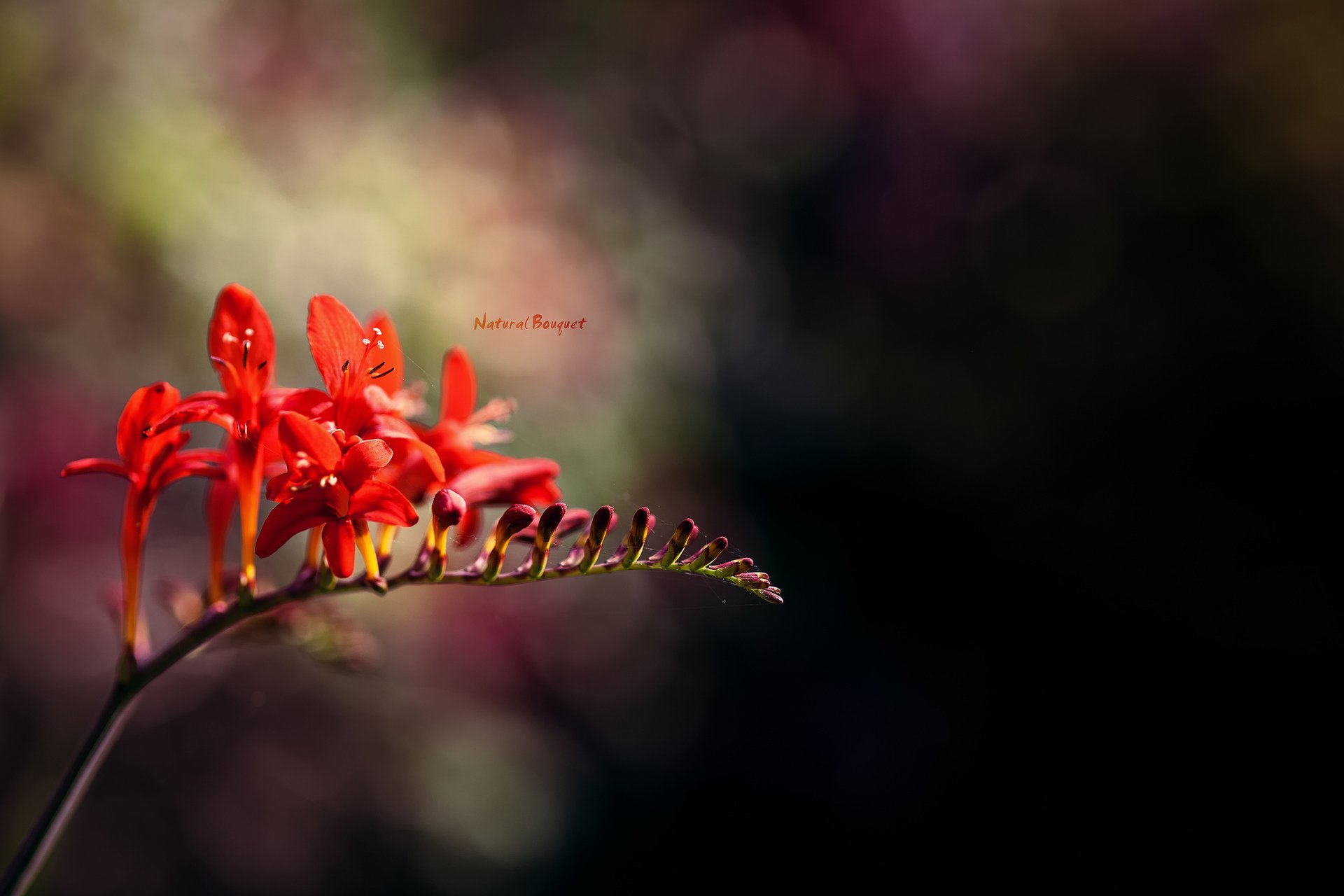 HD desktop wallpaper of vibrant red freesia flowers set against a blurred natural background, highlighting delicate petals and graceful stems in soft light.