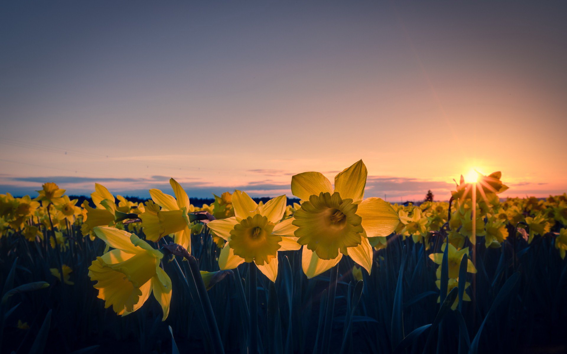 Download Nature Daffodil HD Wallpaper