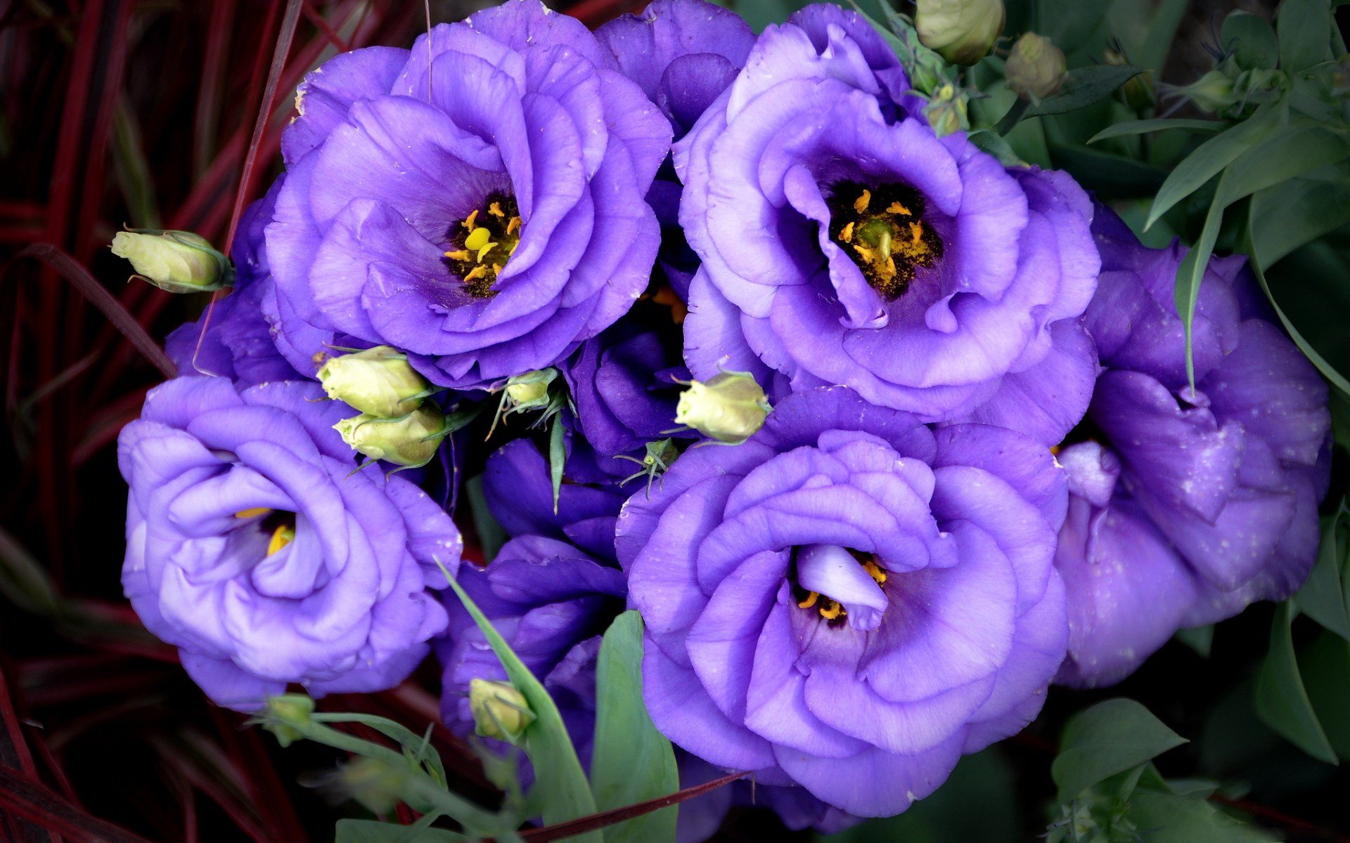 Blume HD Wallpaper Hintergrund 1920x1200 ID397926 Wallpaper Abyss