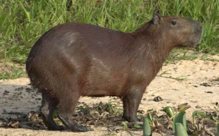 Animal capybara HD Desktop Wallpaper | Background Image