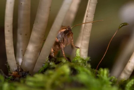 Animal insect HD Desktop Wallpaper | Background Image