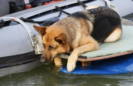 A German Shepherd rests its front legs on a floating surface beside a boat, gazing thoughtfully at the water. This HD image serves as a serene desktop wallpaper.