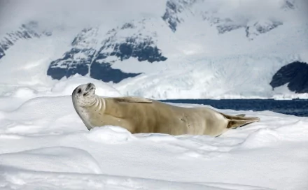 Animal seal HD Desktop Wallpaper | Background Image