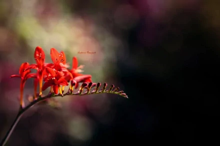 HD desktop wallpaper of vibrant red freesia flowers set against a blurred natural background, highlighting delicate petals and graceful stems in soft light.