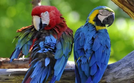 A vibrant HD wallpaper featuring a Red-and-green Macaw and a Blue-and-yellow Macaw perched together, showcasing their colorful plumage against a lush green background.