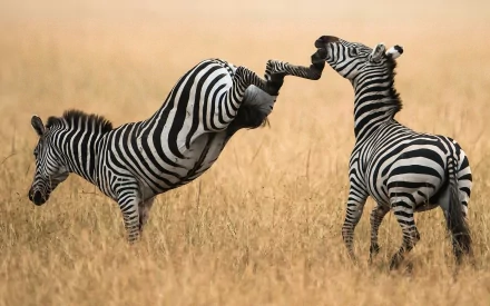 HD PC desktop wallpaper featuring two zebras playfully interacting in a golden grassland, showcasing their distinctive black and white stripes.