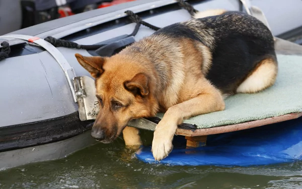 A German Shepherd rests its front legs on a floating surface beside a boat, gazing thoughtfully at the water. This HD image serves as a serene desktop wallpaper.