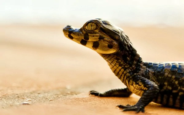 Animal caiman HD Desktop Wallpaper | Background Image