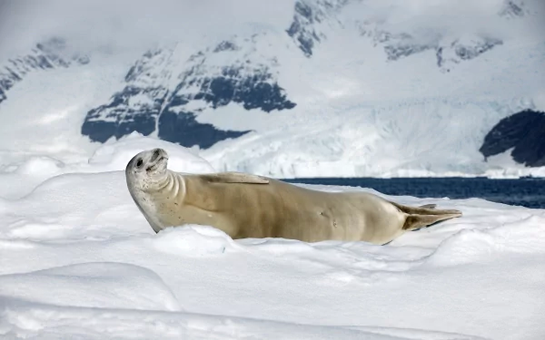 A seal resting on snow-covered ice with snowy mountains in the background, captured in a stunning 4K Ultra HD PC desktop wallpaper.