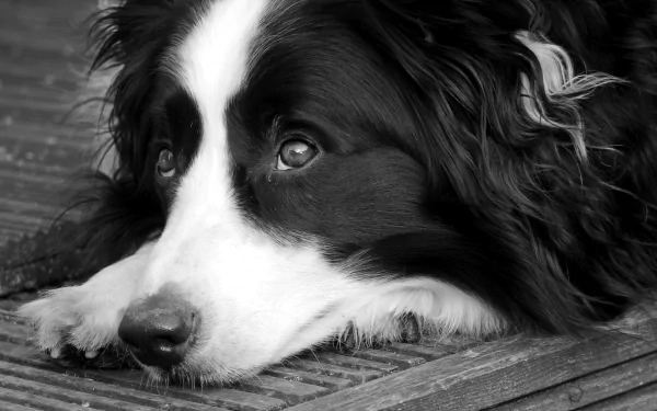 Close-up black and white 4K Ultra HD image of a dog resting its head on a textured surface, captured as a detailed PC desktop wallpaper and background.