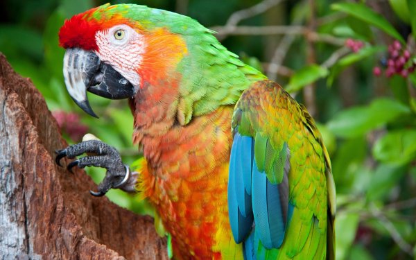 Animal Macaw Birds Parrots Catalina Macaw HD Wallpaper | Background Image