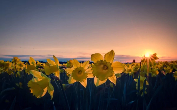 nature daffodil HD Desktop Wallpaper | Background Image