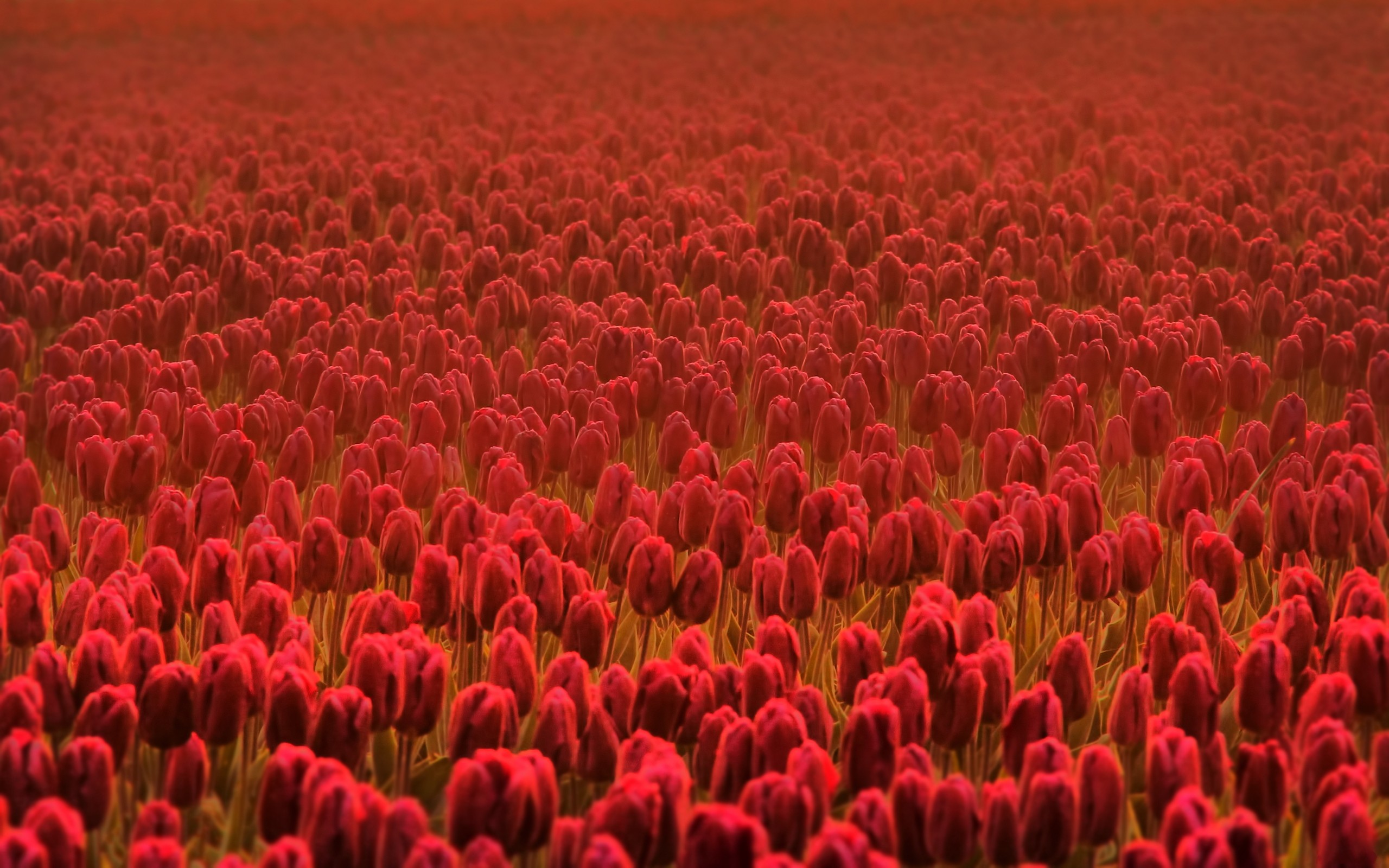 Download Flower Nature Tulip HD Wallpaper
