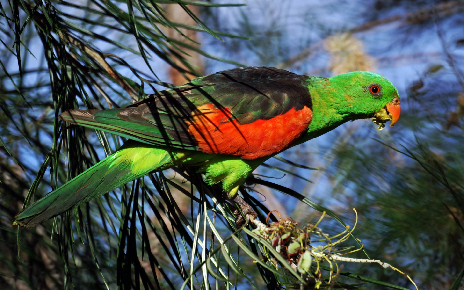A vibrant parrot with a green head, orange chest, and black wings perched on a branch, surrounded by lush greenery. This HD image serves as an eye-catching desktop wallpaper.