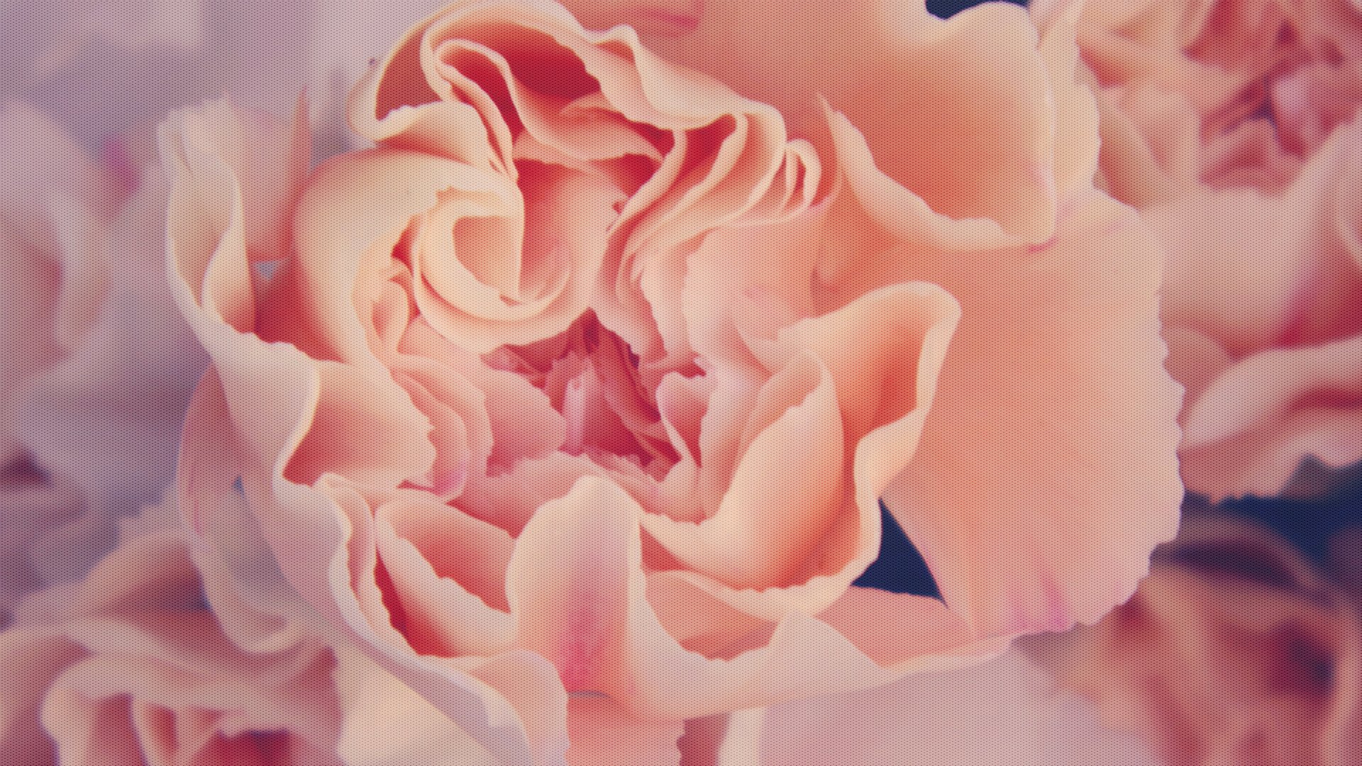 Close-up of a soft pink rose in full bloom, captured in high definition as a nature-themed PC desktop wallpaper.