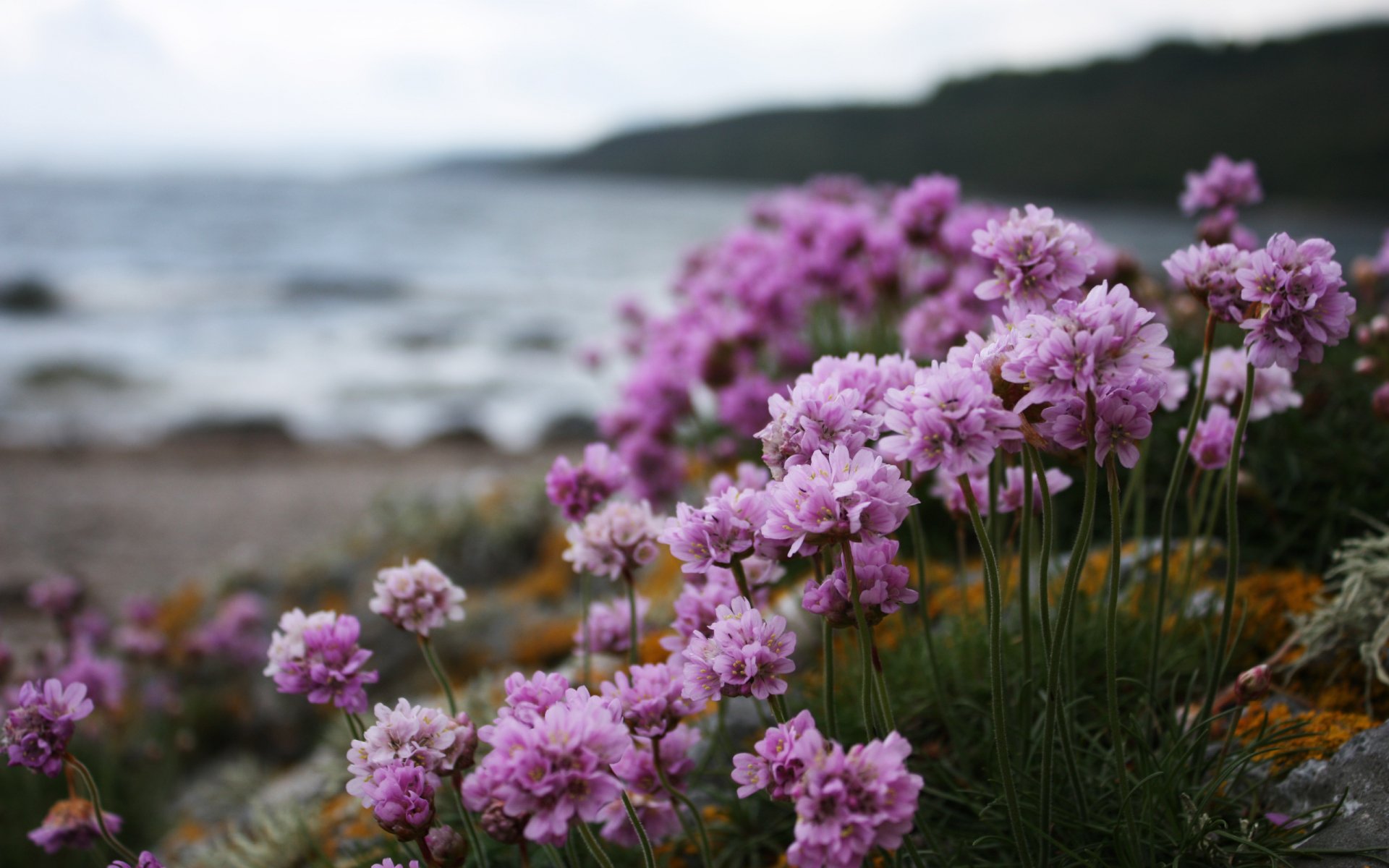 HD nature desktop wallpaper featuring vibrant pink flowers blooming near a rocky shoreline with a blurred ocean and distant hills in the background.