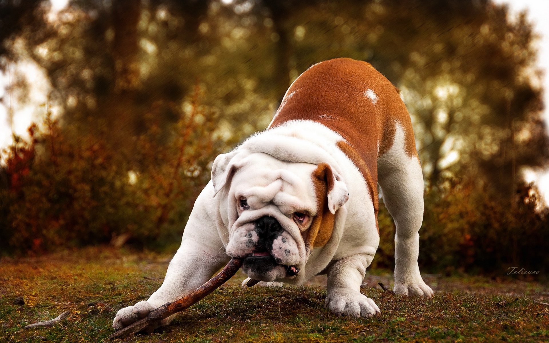 Bulldog HD Wallpaper | Background Image | 2560x1600 | ID:398600