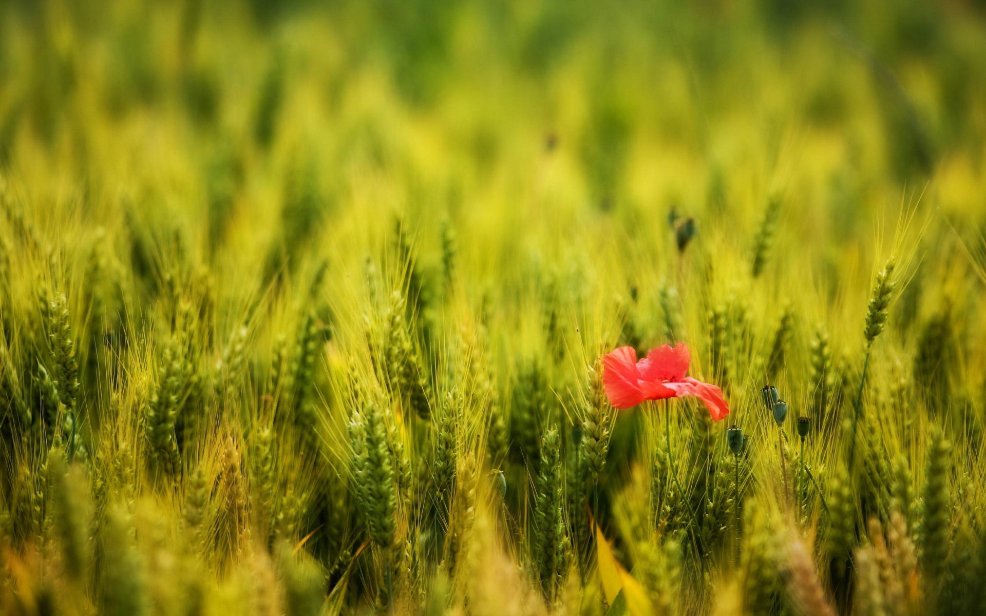 HD desktop wallpaper of a vibrant green field with a single red flower standing out in a natural setting.