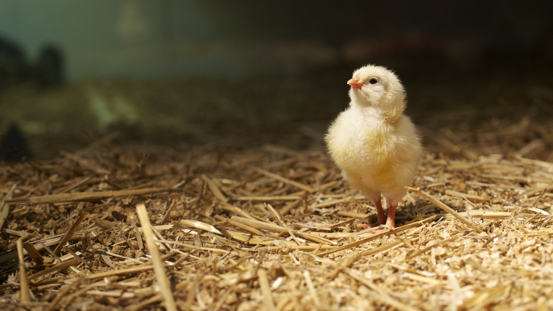 Adorable Chicken HD Wallpaper: A Charming Chick in its Natural Habitat