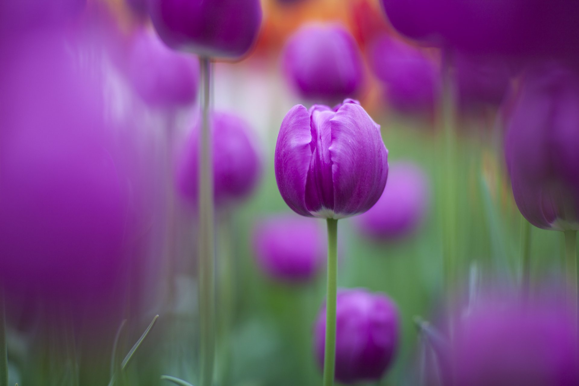 HD PC desktop wallpaper featuring a close-up of vibrant purple tulips in natural outdoor settings, showcasing delicate petals and soft green stems.