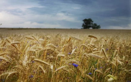 nature cornfield HD Desktop Wallpaper | Background Image