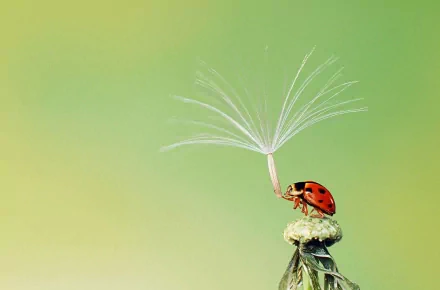 Animal ladybug HD Desktop Wallpaper | Background Image