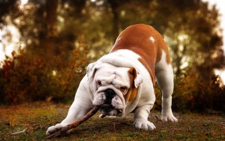 Animal bulldog HD Desktop Wallpaper | Background Image
