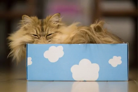 A fluffy cat comfortably nestled in a light blue box decorated with white clouds, creating a charming and cozy atmosphere for this HD desktop wallpaper.