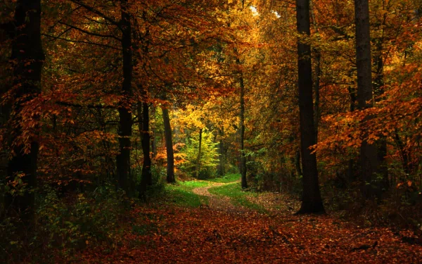 4K Ultra HD forest scene with a sunlit path winding through autumn trees, showcasing vibrant orange and yellow foliage in a serene natural setting.