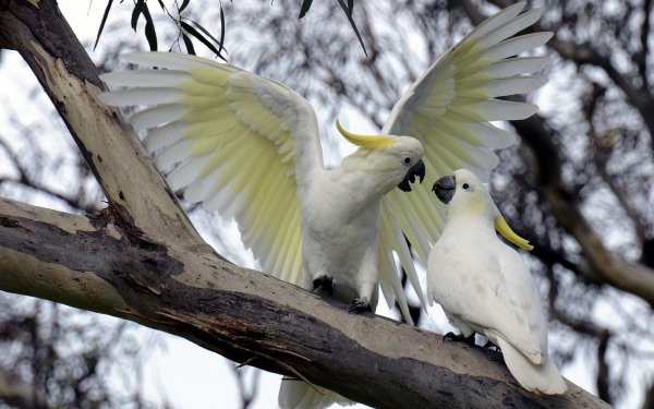 Animal Sulphur-crested cockatoo Birds Cockatoos HD Wallpaper | Background Image
