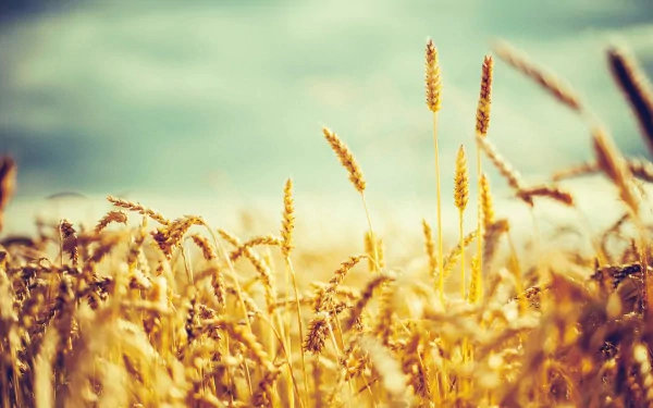 nature cornfield HD Desktop Wallpaper | Background Image
