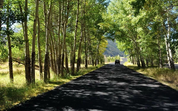 A scenic HD desktop wallpaper featuring a man-made road lined with tall trees. Sunlight filters through the leaves, casting dappled shadows on the asphalt. A vehicle is seen in the distance.