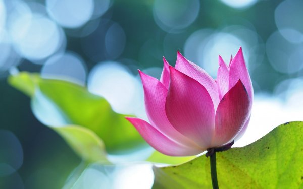 Earth Lotus Flowers Bokeh Flower Pink Flower HD Wallpaper | Background Image