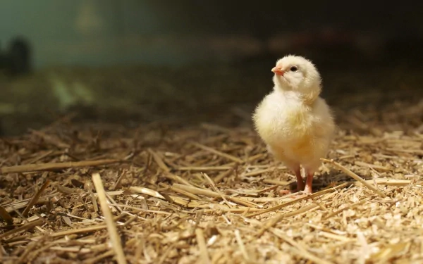 Animal chicken HD Desktop Wallpaper | Background Image