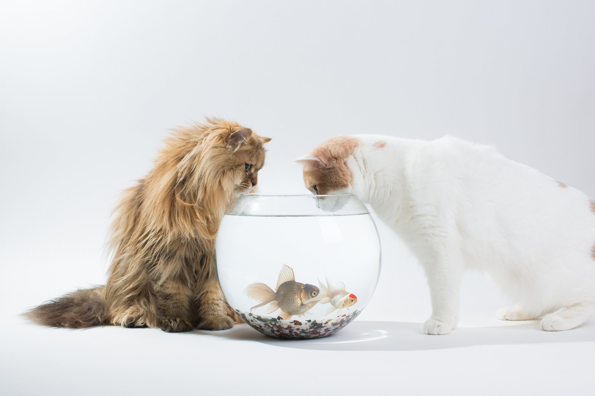 Two cats curiously observe a fishbowl, their faces close to the glass, creating a captivating scene. This HD image serves as a charming desktop wallpaper or background.