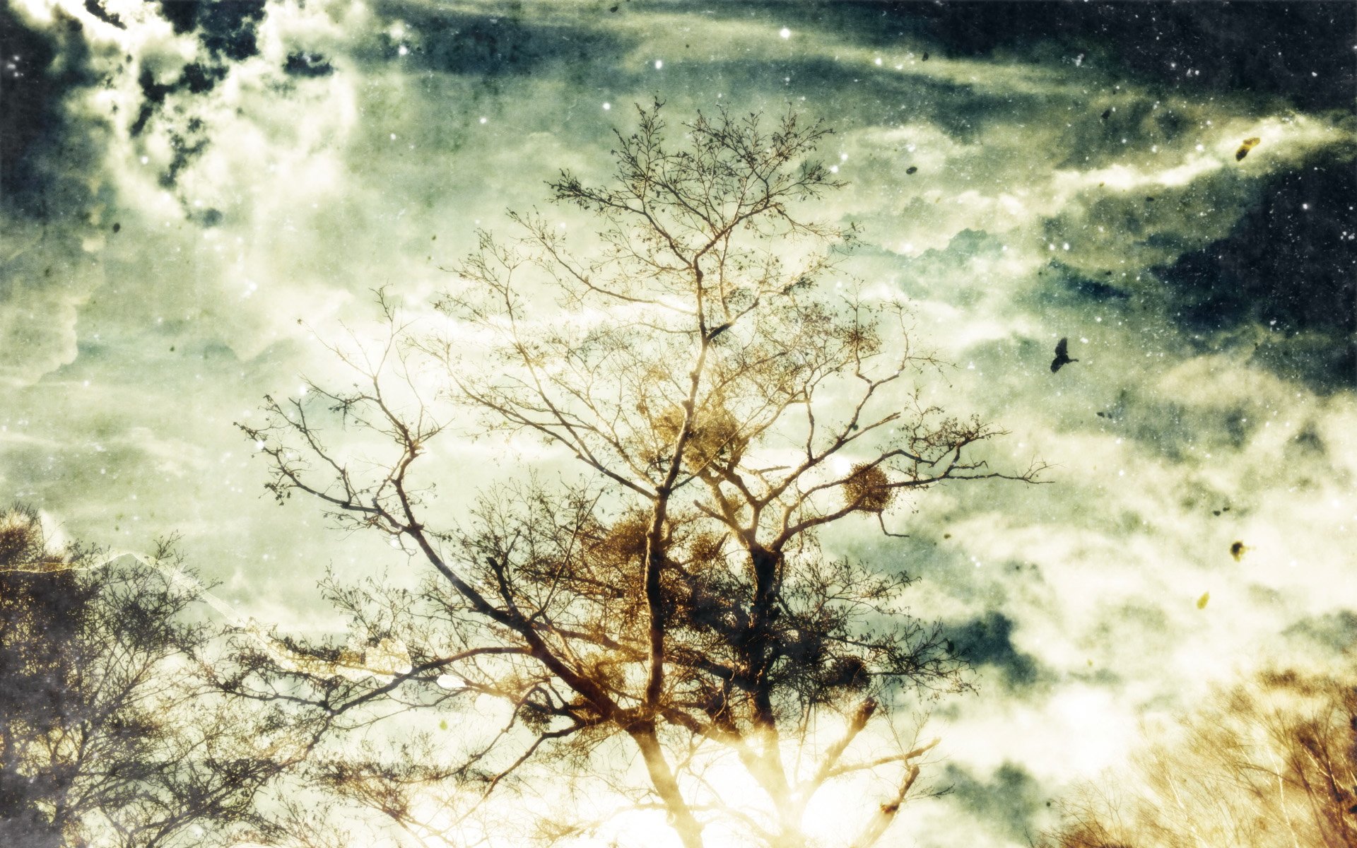 Download Nature Tree HD Wallpaper